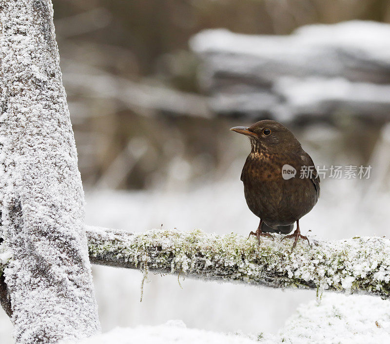 黑鸟(Turdus merula)冬季雌性